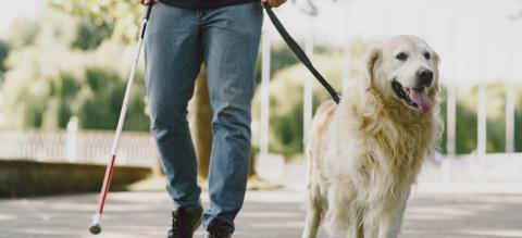 Pessoas com deficiência visual poderão utilizar cão-guia. Foto: Freepik